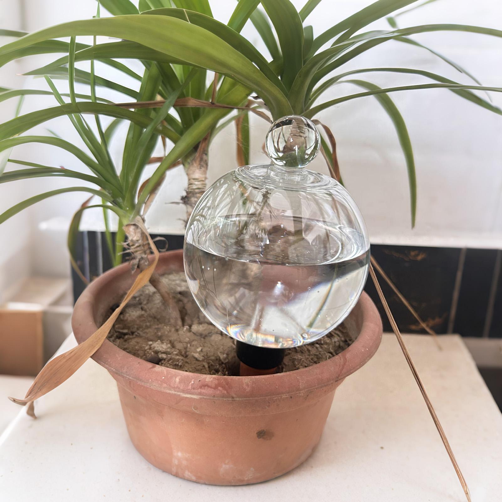 Bulbes d'arrosage automatiques - Plant Watering Globe avis et prix