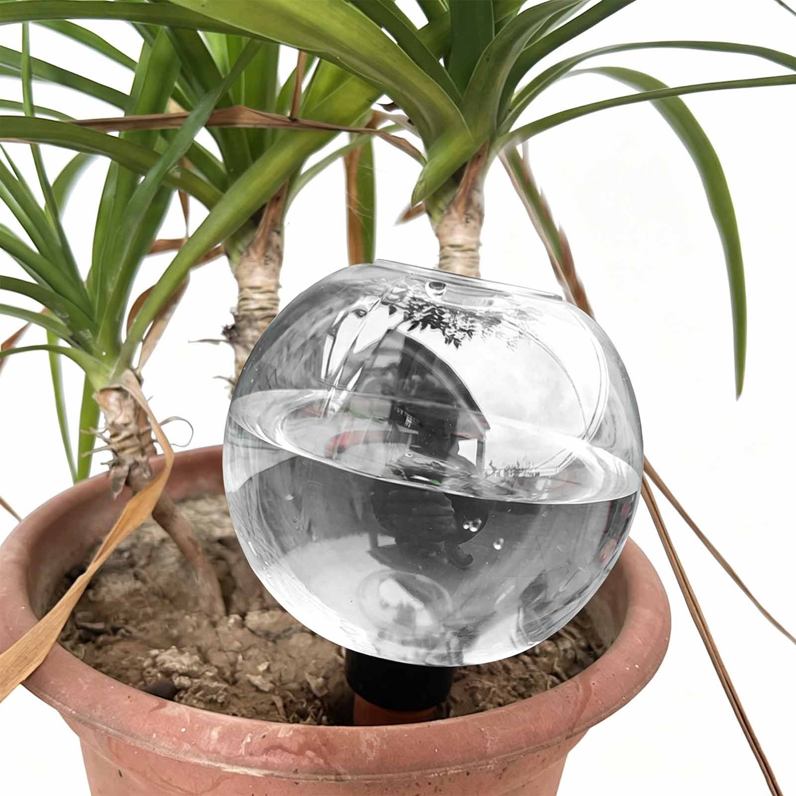 Boules d'arrosage automatiques - Plant Watering Globe avis et prix