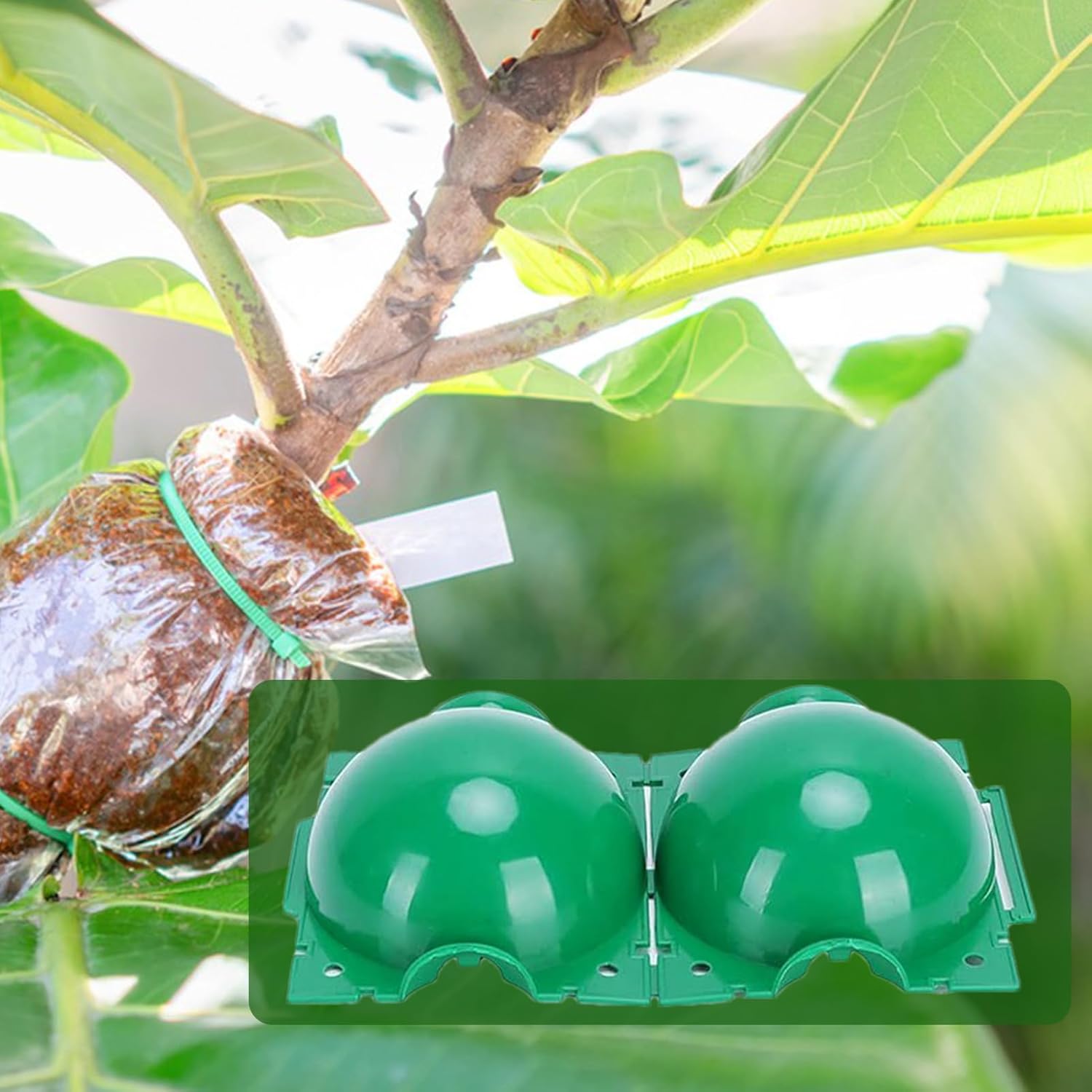 Boule de bouturage réutilisabl - Smart Garden Box avis et prix