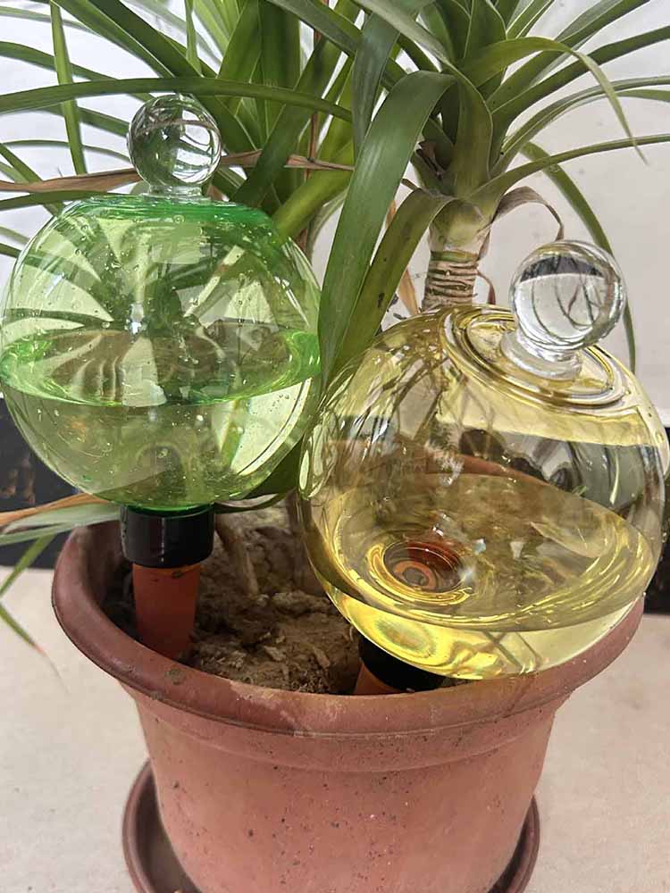 Globes d'arrosage automatiques - Plant Watering Globe avis et prix