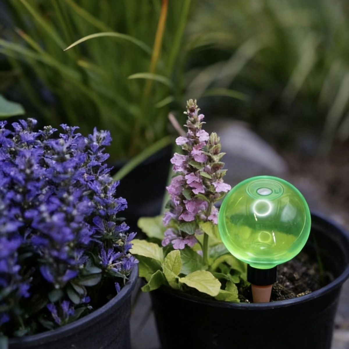 3 globes d'arrosage automatiqu - Plant Watering Globe avis et prix